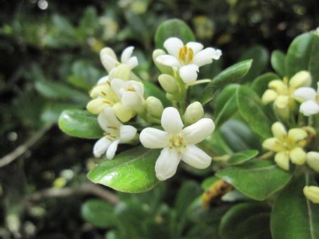 Photo, blooming landscape, circadian inflorescence, spatula shape, 
