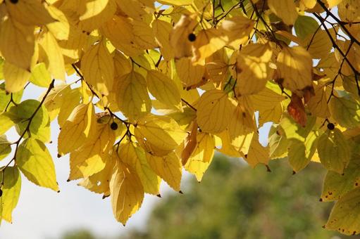 コウヨウ・紅葉　自然風景の写真