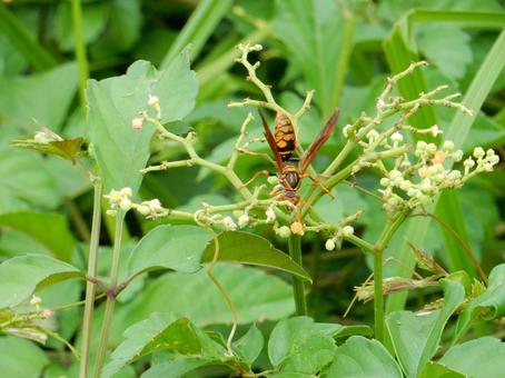 【昆虫写真】アシナガバチ(脚長蜂) 【昆虫写真】アシナガバチ(脚長蜂) アシナガバチ,脚長蜂,ハチの写真素材