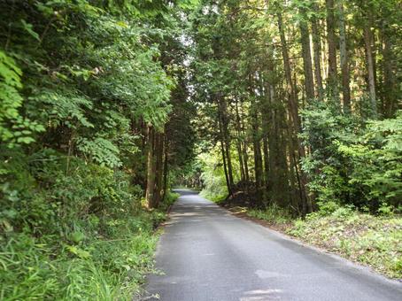 森へと続く静かな道 林道,森,緑の写真素材