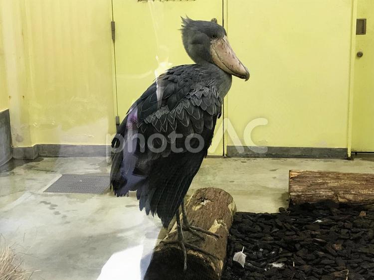 大きな身体のハシビロコウ ハシビロコウ,balaeniceps,rexの写真素材