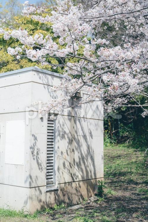 桜の木漏れ日 桜,さくら,ソメイヨシノの写真素材