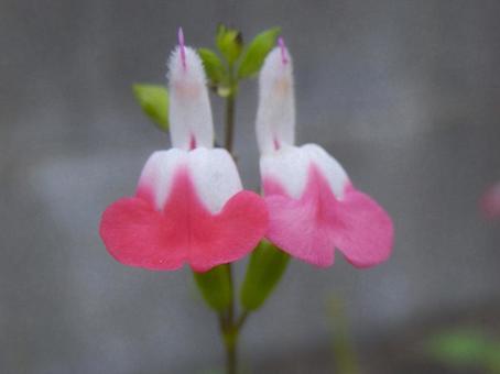 【花の写真】チェリーセージ 【花の写真】チェリーセージの写真