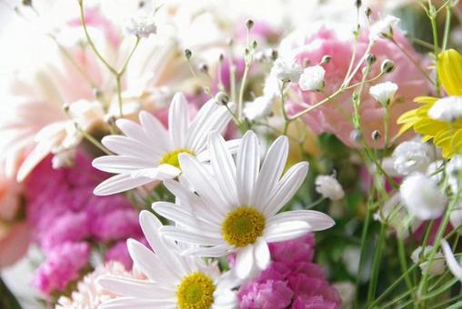 Photo, spring, flower boarding, daisy, 