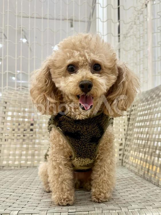 お座りしているトイプードルの男の子 トイプードル,小型犬,ペットの写真素材