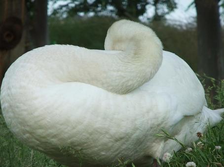 鳥 白鳥 白 バード bird 睡眠 鳥 白鳥 白 バード bird 睡眠 休憩,羽休め,鳥の写真素材