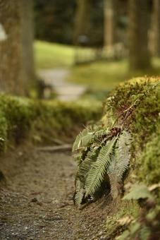 苔 苔の写真