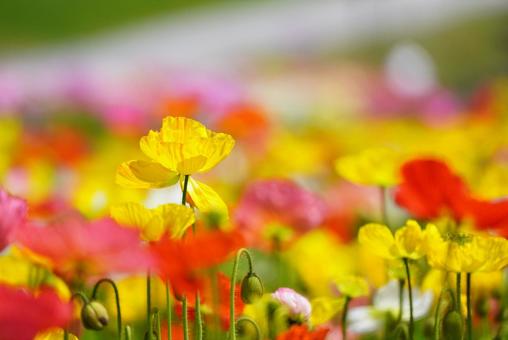 Yamaguchi Flower Land (Poppies), JPG Yamaguchi Flower Land (Poppies), JPG