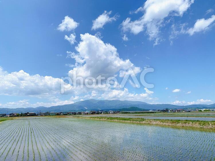 田植え後の田んぼ 田植え,田植え後,田んぼの写真素材