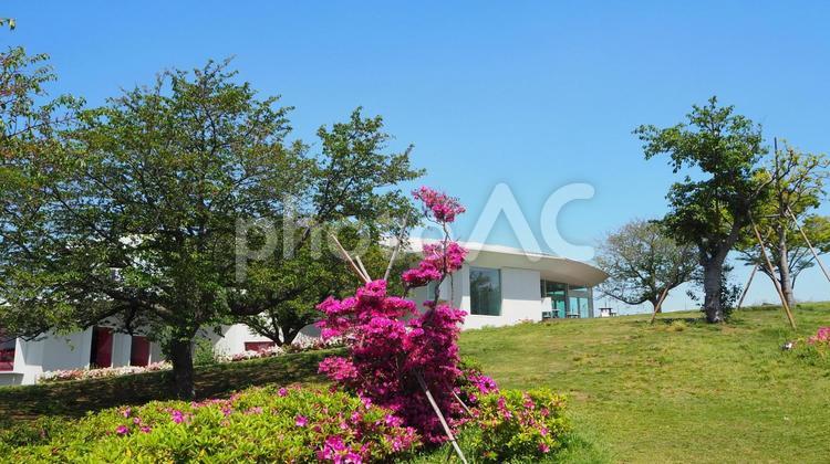 春のなぎさ公園・ツツジ＆新緑（江戸川区） 春,ツツジ,花の写真素材