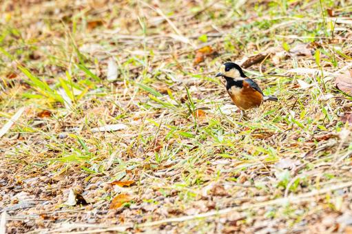 ヤマガラ(34) ヤマガラ(34)の写真