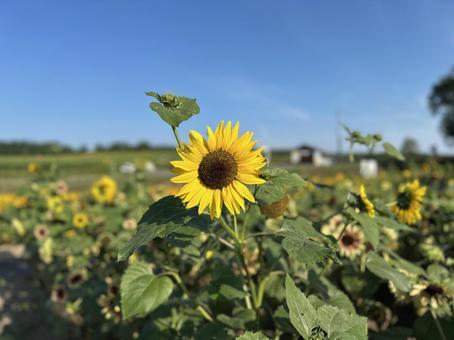 ひまわり ひまわり 世界のひまわり,ひまわり畑,巨大迷路の写真素材