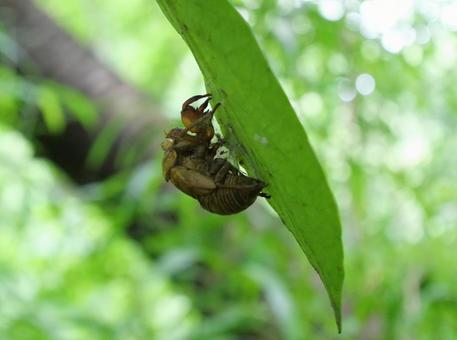 Cicada shell, JPG Cicada shell, JPG