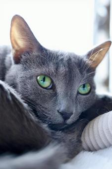 窓際でくつろぐロシアンブルー ねこ,ロシアンブルー,グレーの写真素材