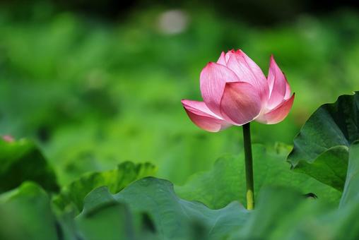 Lotus flower 1, JPG