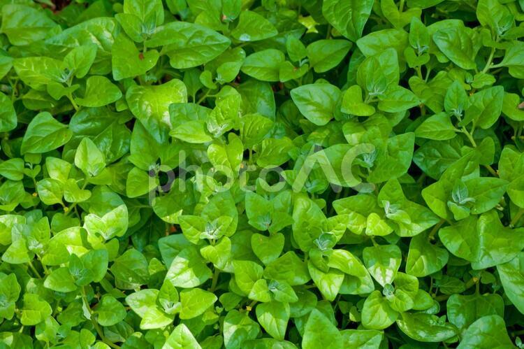 海岸に群生する野草 緑,背景,グリーンの写真素材