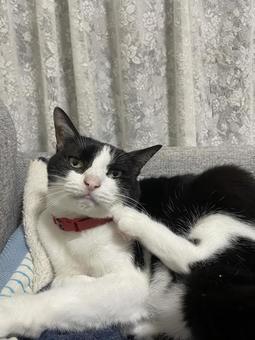 くつろぐ猫 ねこ,ネコ,ペットの写真素材