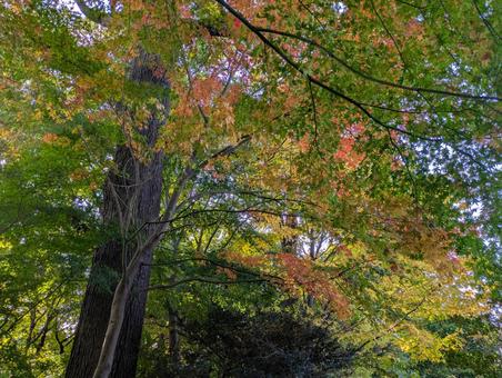 玉川上水 東京,小平市,景色の写真素材