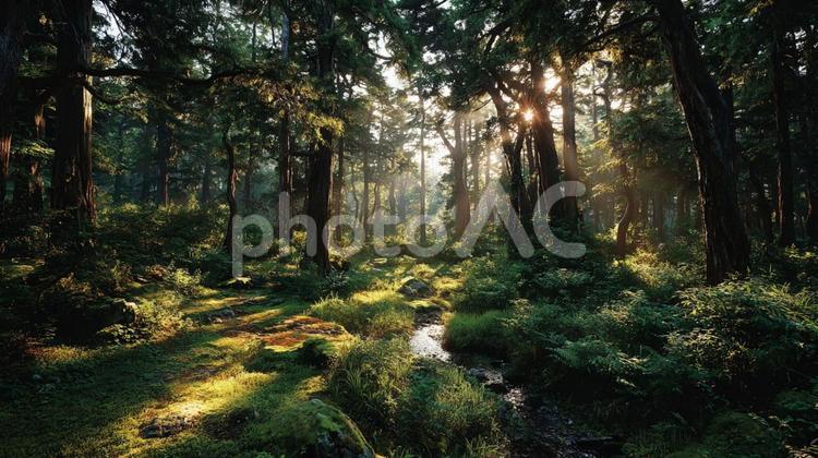 静寂な森に輝く木漏れ日の美しさ 森,林,森林の写真素材