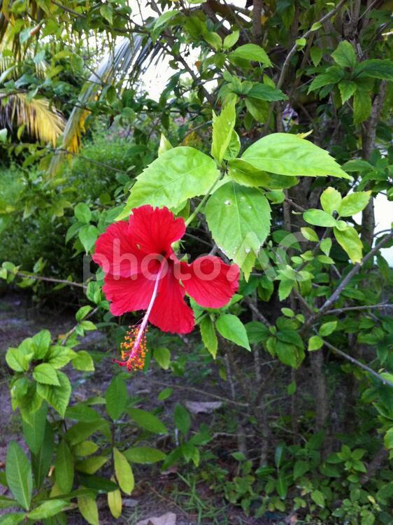 ハイビスカス ハイビスカス,紅い花,赤い花の写真素材