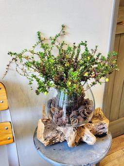 クランベリーの木1 クランベリーの木1 観葉植物,クランベリー,クルミ殻の写真素材