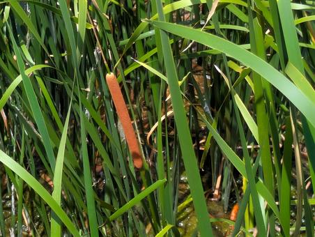 蒲の穂 蒲の穂,草木,自然の写真素材