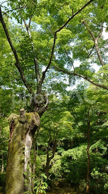 苔むした木 苔むした木,苔むした,苔の写真素材