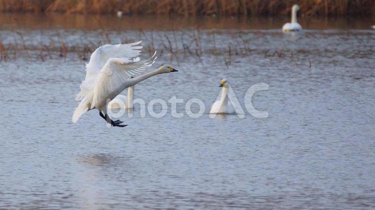 着水体勢のコハクチョウ 野鳥,水鳥,コハクチョウの写真素材