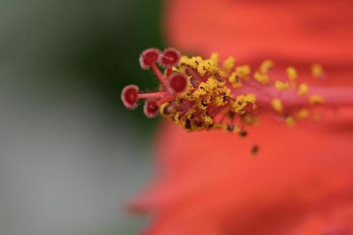 ハイビスカス ハイビスカスの写真