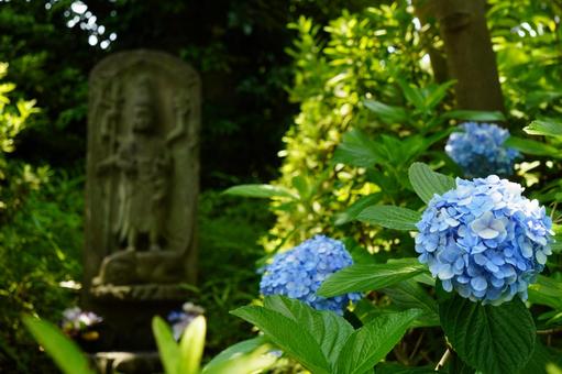 護国寺の青あじさいと仏像 護国寺の青あじさいと仏像 アジサイ,flower,風景の写真素材