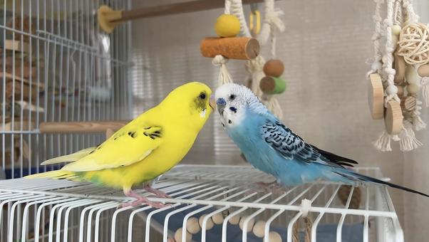 セキセイインコ オパーリンとハルクイン セキセイインコ オパーリンとハルクイン セキセイインコ,オパーリン,ハルクインの写真素材