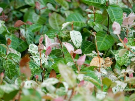 【f花の写真】 ハツユキカズラ 【f花の写真】 ハツユキカズラ ハツユキカズラ,初雪葛,植物の写真素材