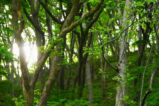 林の風景 林,森林,木の写真素材
