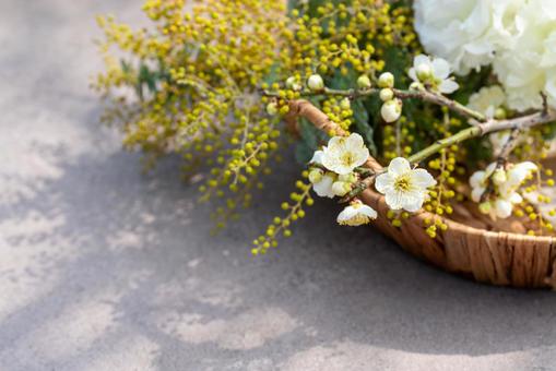 かごのミモザと白梅の花 かごのミモザと白梅の花の写真
