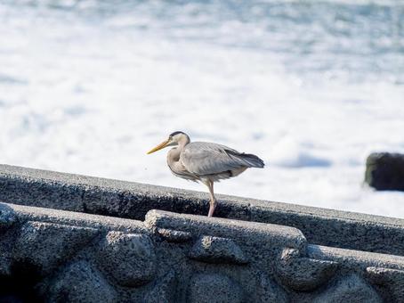 水辺のアオサギ サギ,アオサギ,野鳥の写真素材