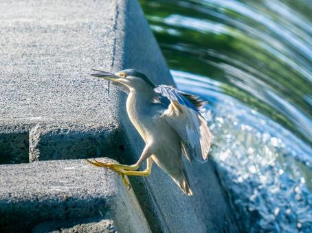 水辺を飛ぶササゴイ 水辺を飛ぶササゴイの写真