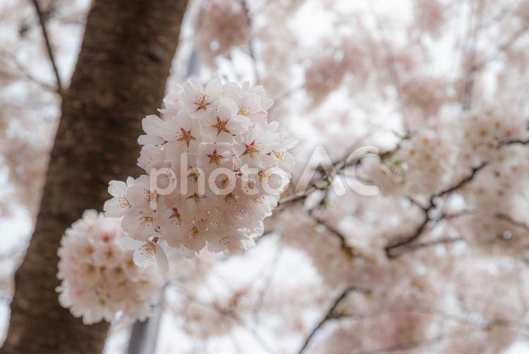咲きそろった桜 桜,花びら,ソメイヨシノの写真素材