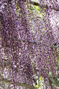 Wisteria flower, JPG Wisteria flower, JPG