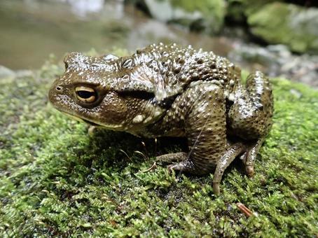 奈良十津川村のナガレヒキガエル 奈良十津川村のナガレヒキガエル カエル,生き物,両生類の写真素材