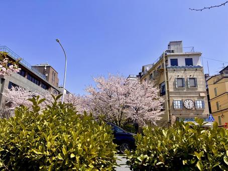 京都 京都 桜,花見,花びらの写真素材