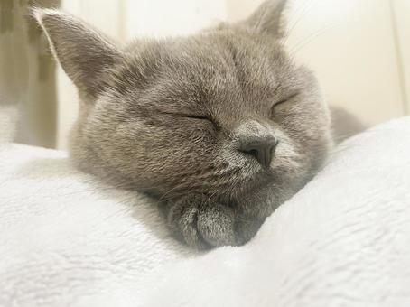 ブリティッシュショートヘア 猫 ブリティッシュショートヘア 猫の写真