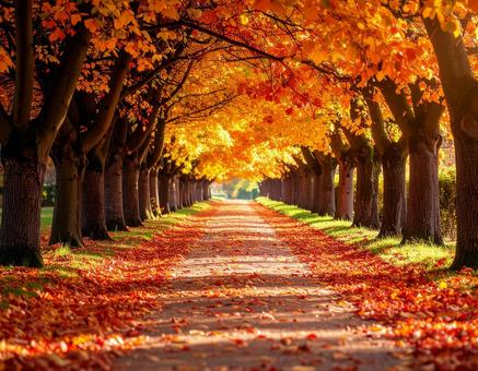 紅葉 秋色に染まった並木道3 紅葉 秋色に染まった並木道3の写真