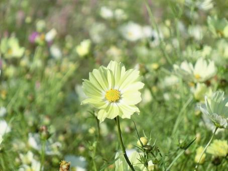 黄色のコスモスのクローズアップ コスモス,秋桜,花の写真素材