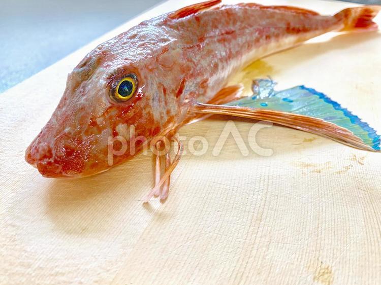 ホウボウ ホウボウ,魴鮄,竹麦魚の写真素材