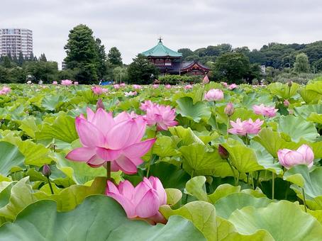 ハス ハス ハス,蓮,花びらの写真素材