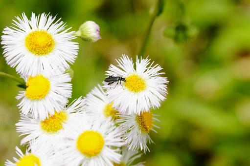 モモブトカミキリモドキとハルジオン モモブトカミキリモドキとハルジオン ハルジオン,野草,5月の写真素材
