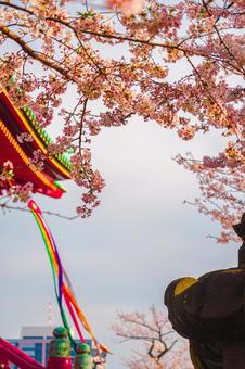神社と桜の枝 神社と桜の枝 神社,桜,枝の写真素材