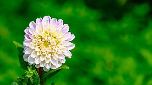 ダリアの花 ダリアの花の写真