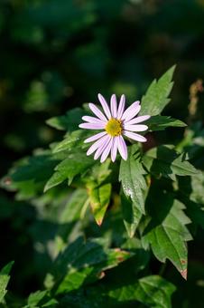 ノコンギク ノコンギク,野紺菊,野菊の写真素材