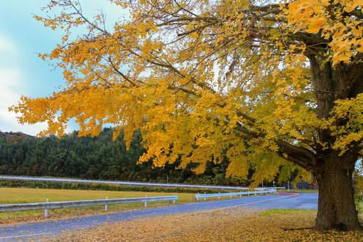 銀杏 銀杏,紅葉,秋の写真素材